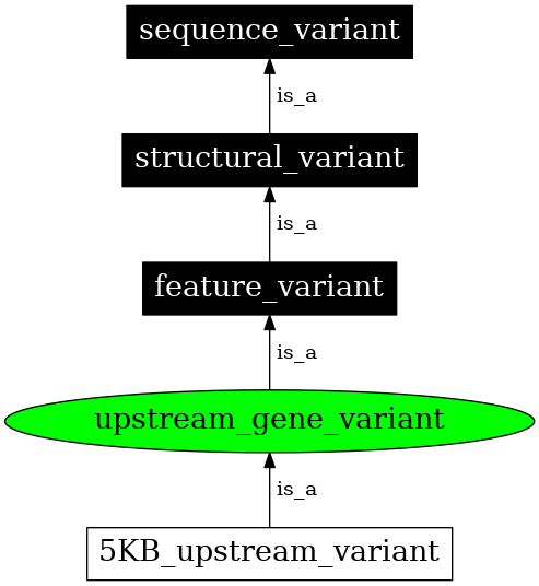 Graph image for SO:0001631